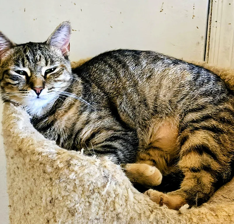 A baby medium-sized female Tabby (Gray / Blue / Silver) Domestic Short Hair cat named Jill for adoption in Newton, NC