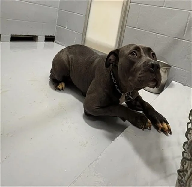 A young large-sized female Pit Bull Terrier dog named Baby Girl for adoption in Augusta, GA