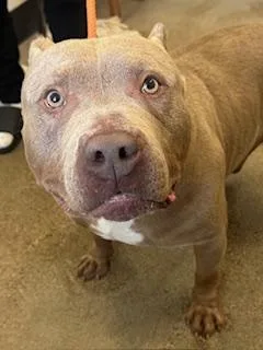 A young large-sized male Yellow / Tan / Blond / Fawn Pit Bull Terrier dog named Argus for adoption in Cleveland, OH
