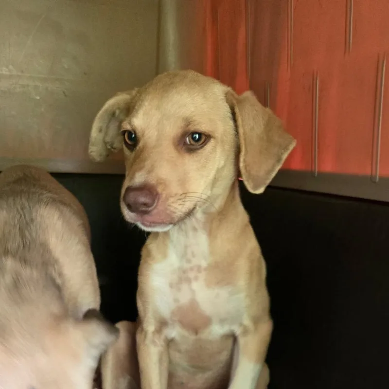 A baby medium-sized female Brown / Chocolate Mixed Breed dog named Fiona for adoption in Mount Gilead, NC
