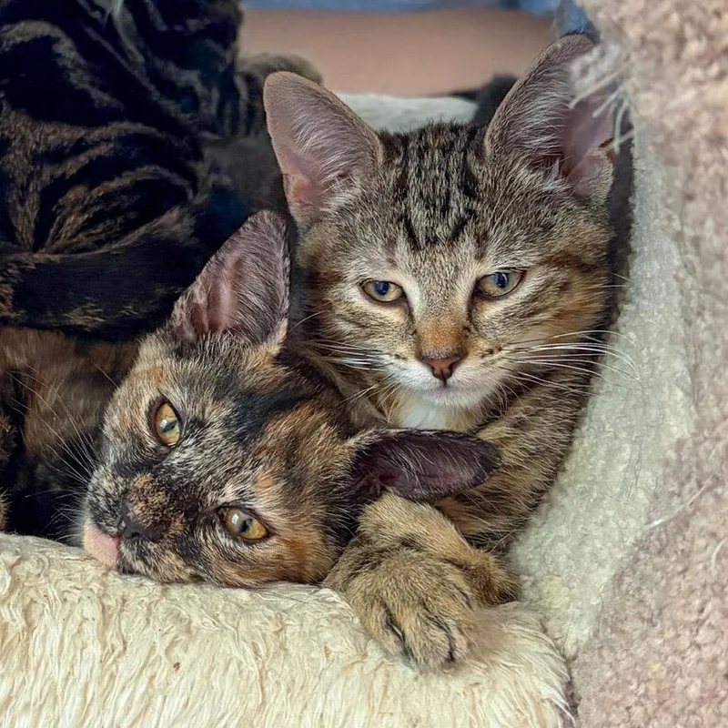 A baby medium-sized female Tortoiseshell Domestic Short Hair cat named Shea & Sprite for adoption in Stamford, CT