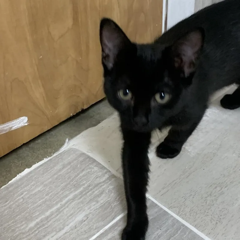 A baby small-sized female Black Domestic Short Hair cat named Katniss for adoption in Franklin, NC