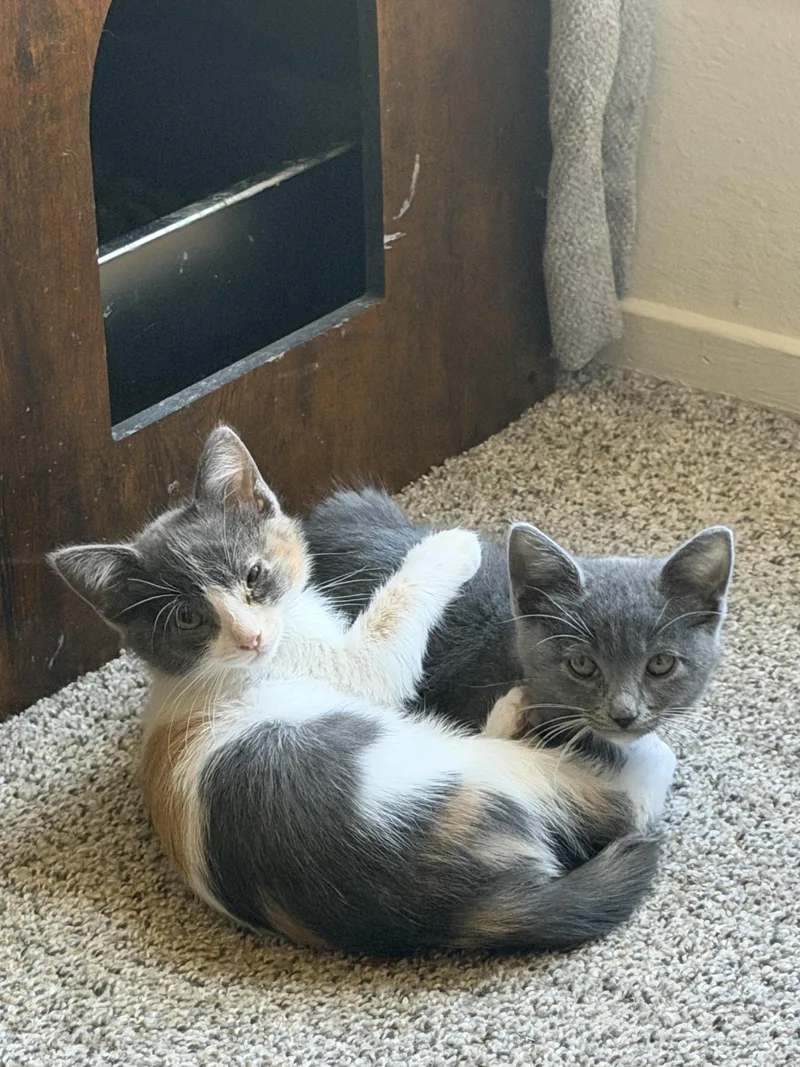 A baby small-sized female Domestic Short Hair cat named Mineie ! for adoption in Rio Linda, CA