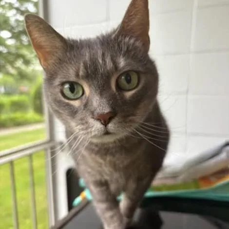 A senior small-sized female Gray / Blue / Silver Domestic Short Hair cat named Selina for adoption in Oceanside, NY