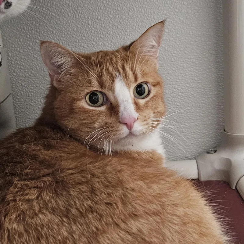 An adult large-sized male Orange / Red Domestic Short Hair cat named Tito for adoption in Brighton, MO