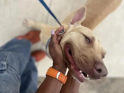 Tinkerbell thumbnail 2