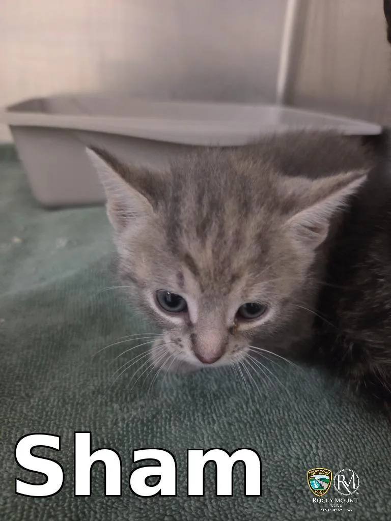 A baby small-sized male Domestic Short Hair cat named Sham for adoption in Rocky Mount, NC