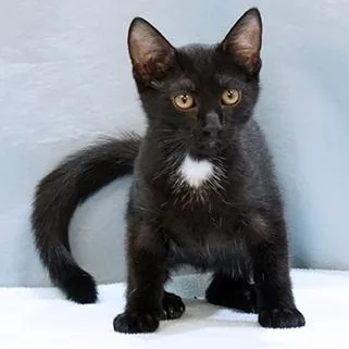 A young medium-sized male Black Domestic Short Hair cat named Panther for adoption in Maynardville, TN