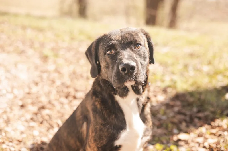 Comet Transport thumbnail 2