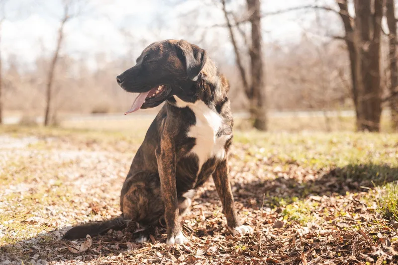 Comet Transport thumbnail 4