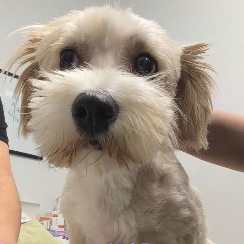 An adult small-sized male Maltese dog named Fable for adoption in Chico, CA
