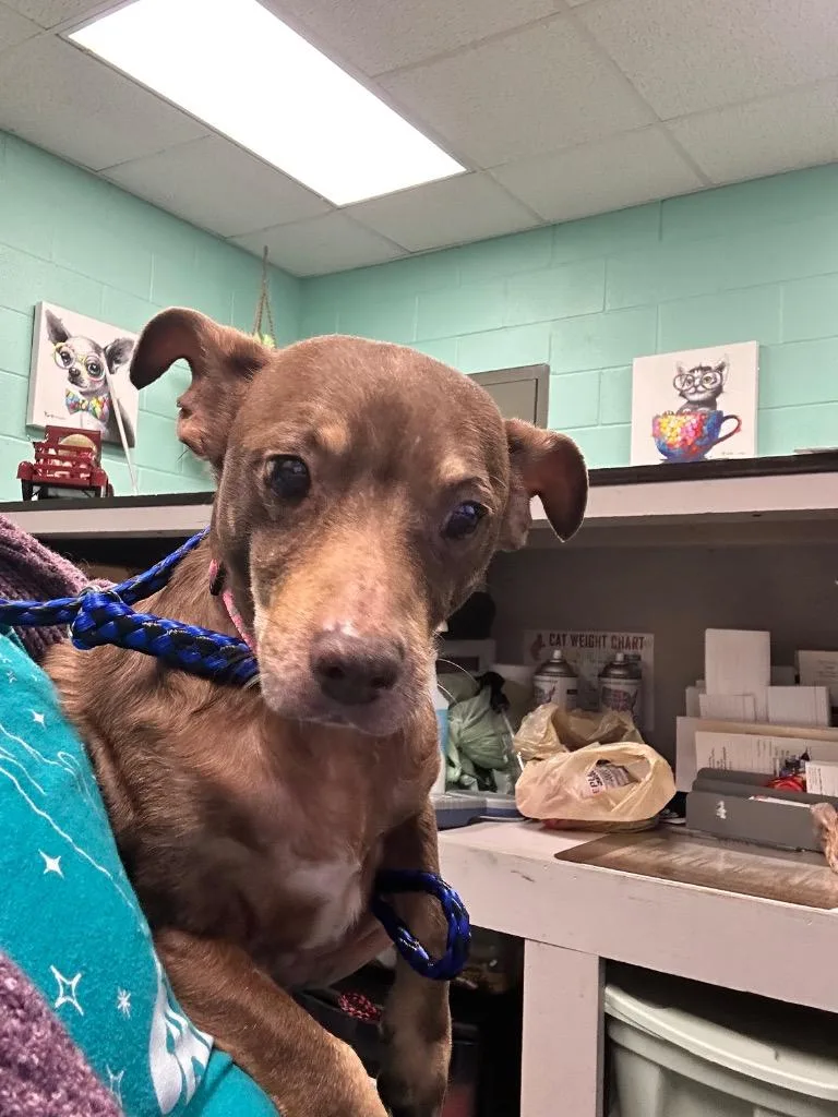 An adult medium-sized female Terrier dog named Delores for adoption in Rockport, TX
