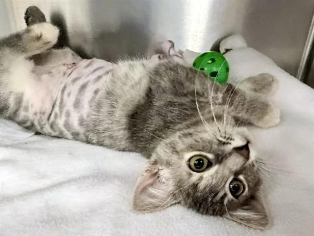 A baby small-sized female Domestic Short Hair cat named Mai for adoption in Ames, IA