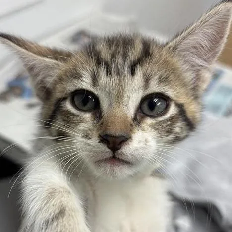 A baby small-sized female Domestic Short Hair cat named Tabitha for adoption in Jacksonville, FL