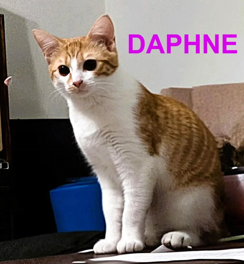 A young small-sized female Orange & White Domestic Short Hair cat named Daphne for adoption in Mooresville, NC