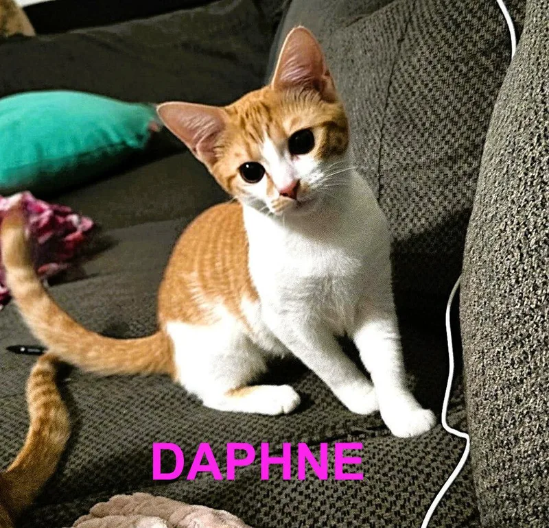 Daphne thumbnail 2