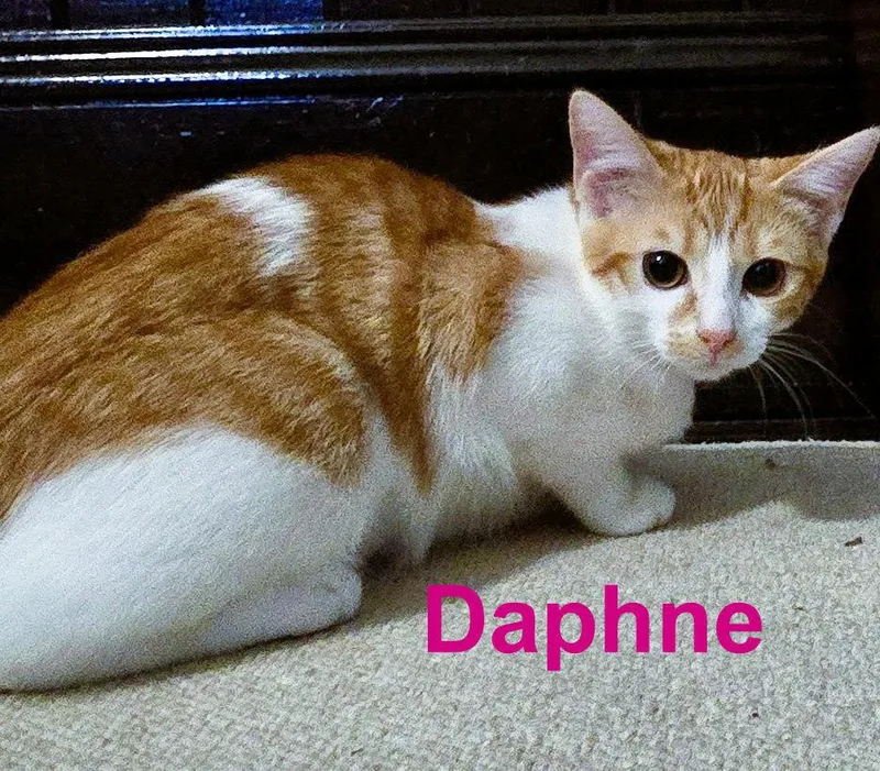 Daphne thumbnail 3