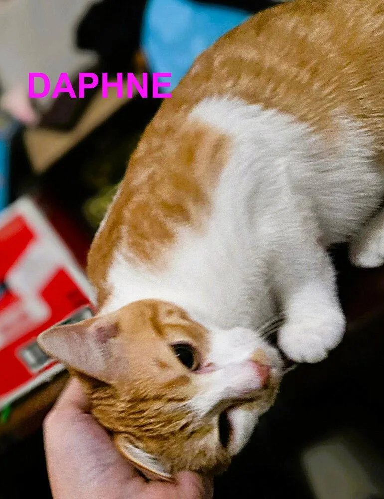 Daphne thumbnail 5