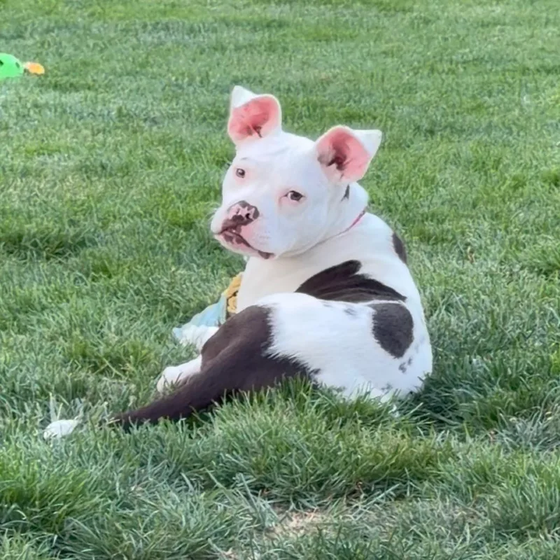 A young medium-sized male Brown / Chocolate English Bulldog dog named Echo for adoption in Alexandria, VA