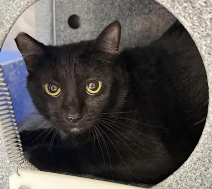 A young small-sized female Domestic Short Hair cat named Princess for adoption in Daytona Beach, FL