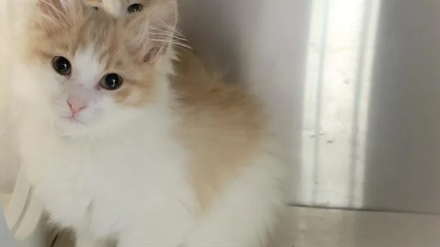 A baby small-sized female Domestic Medium Hair cat named Cordie for adoption in Tustin, CA