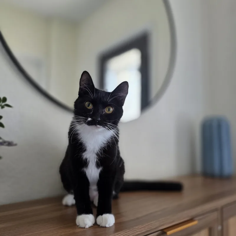 A young medium-sized female Black & White / Tuxedo Domestic Short Hair cat named Bella for adoption in Liverpool, TX