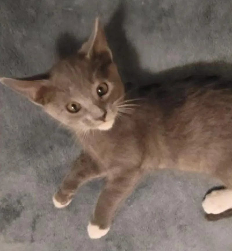 A baby medium-sized male Gray / Blue / Silver Domestic Short Hair cat named Dasha for adoption in Eugene, OR