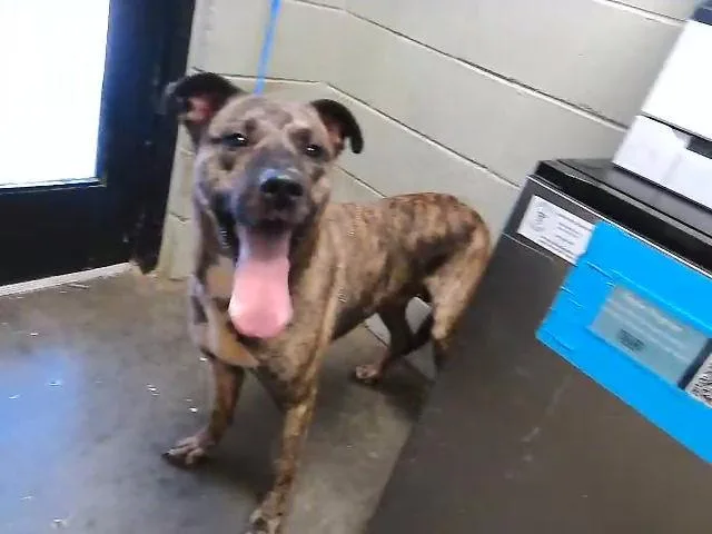 An adult large-sized male Dutch Shepherd dog named Gunnar for adoption in Tulsa, OK