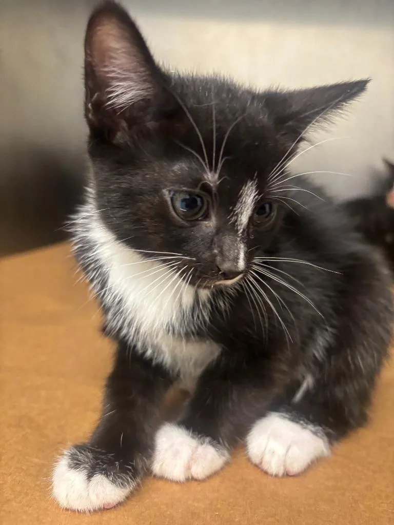 A baby large-sized female Domestic Short Hair cat named Parker for adoption in Cartersville , GA