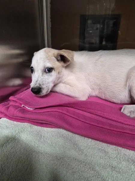 A baby small-sized female Terrier dog named Pen for adoption in Lawrenceville, GA