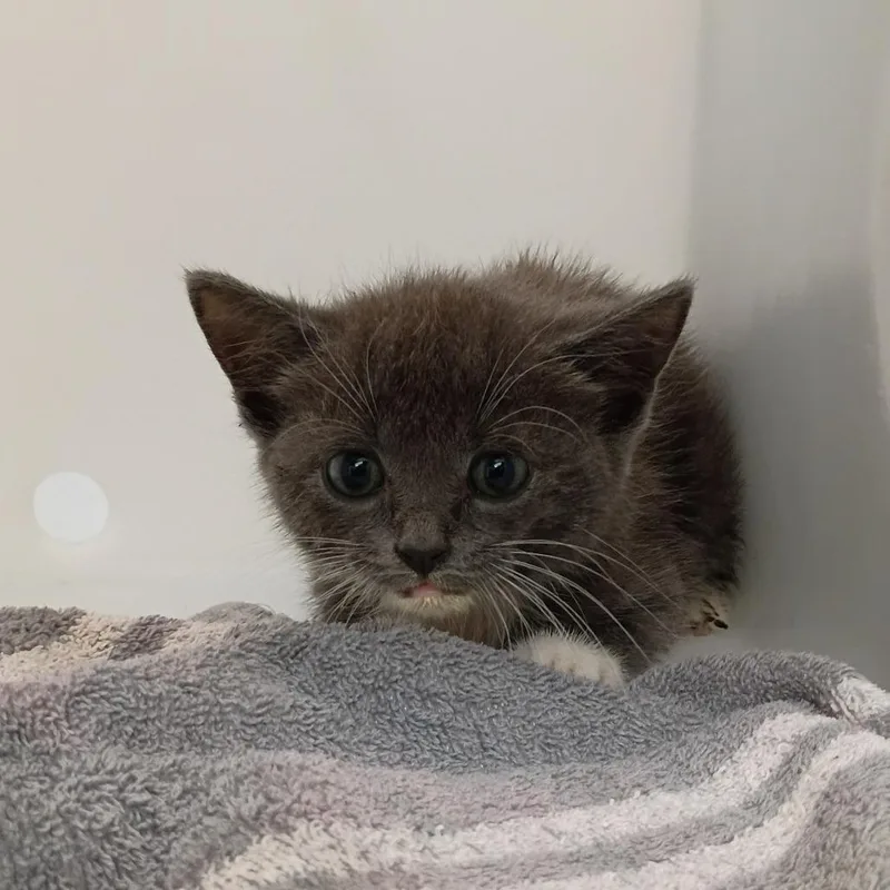 A baby small-sized female Gray / Blue / Silver Domestic Short Hair cat named Doja Cat for adoption in Columbus, GA