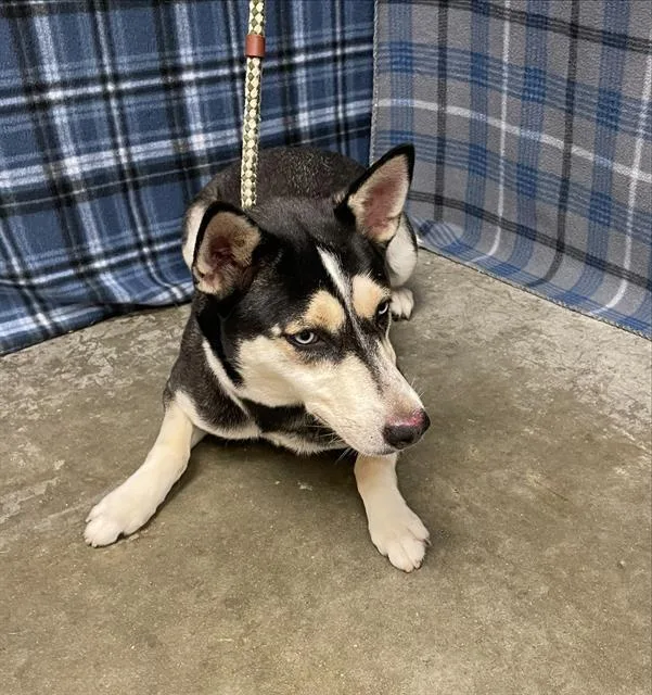 A young medium-sized female Husky dog named Misha for adoption in Rosenberg, TX