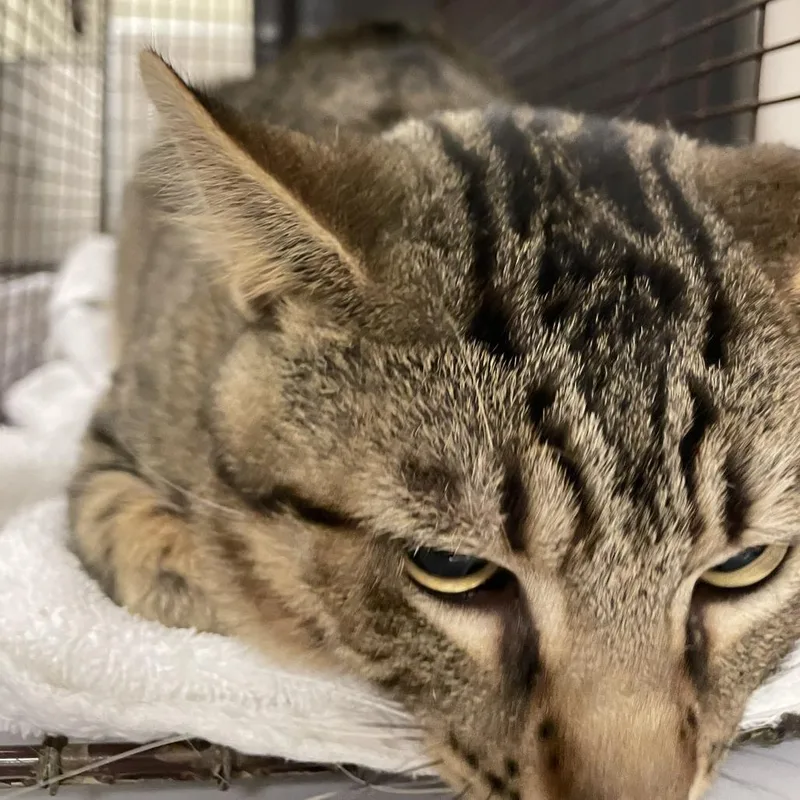 A young large-sized male Gray / Blue / Silver Domestic Short Hair cat named Lucas for adoption in Chicago, IL