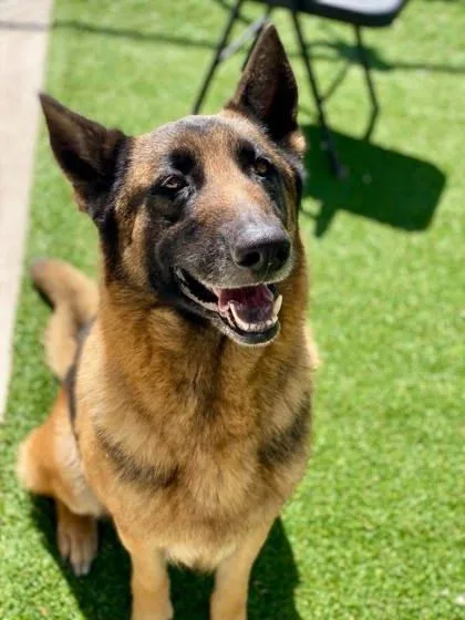 An adult large-sized female Mixed Breed dog named Nesta for adoption in Munster, IN
