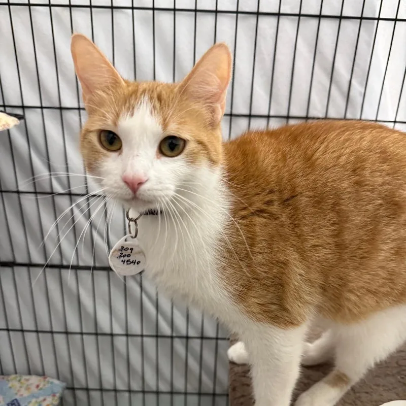An adult medium-sized female Orange / Red Domestic Short Hair cat named Girl Garfield for adoption in Normal, IL