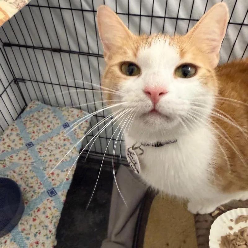 Girl Garfield thumbnail 2