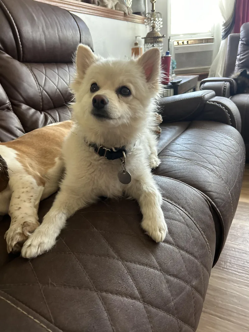 An adult small-sized male Yellow / Tan / Blond / Fawn Pomeranian dog named Tyrone for adoption in Pocatello, ID