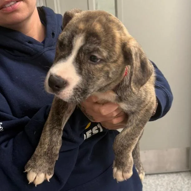 A baby medium-sized male Brindle Boxer dog named Spike for adoption in Columbia Station, OH