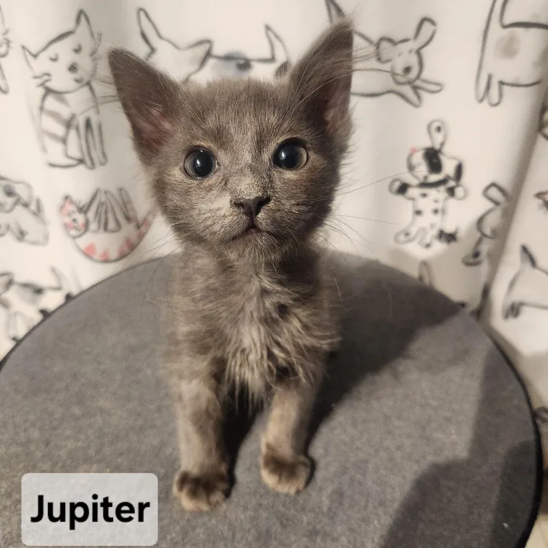 A baby small-sized male Gray / Blue / Silver Domestic Medium Hair cat named Jupiter for adoption in Elyria, OH
