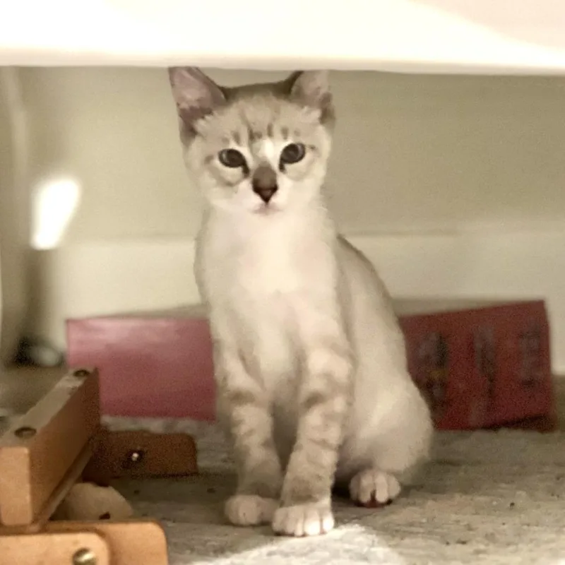 A baby small-sized male Cream / Ivory Domestic Short Hair cat named Sugar Plum for adoption in Houston, TX