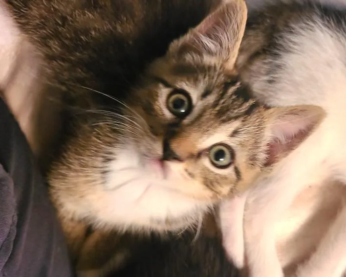 Bruce thumbnail 3
