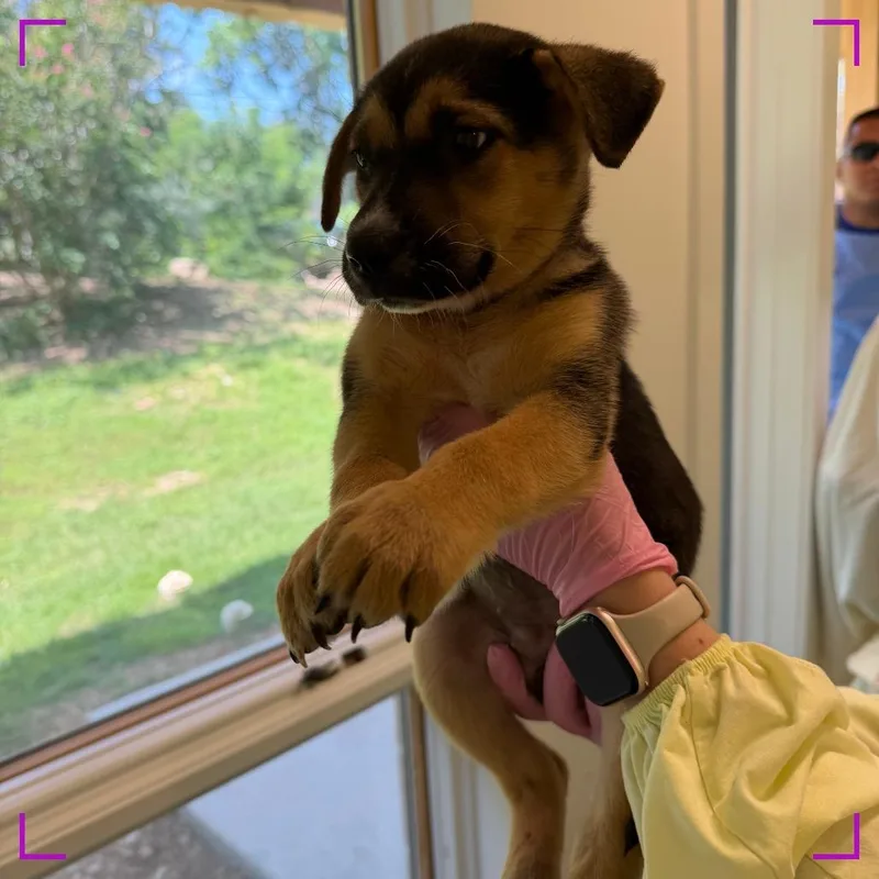 A baby medium-sized female Mixed Breed dog named Scone for adoption in Austin, TX