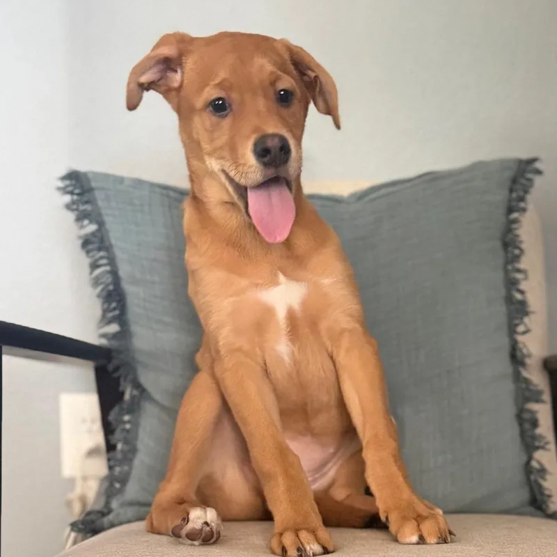 A baby medium-sized female Brown / Chocolate Labrador Retriever dog named Hoppi for adoption in Las Vegas, NV