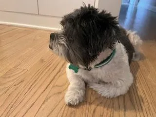 Biscuit
