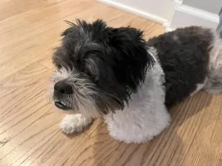 Biscuit thumbnail 2