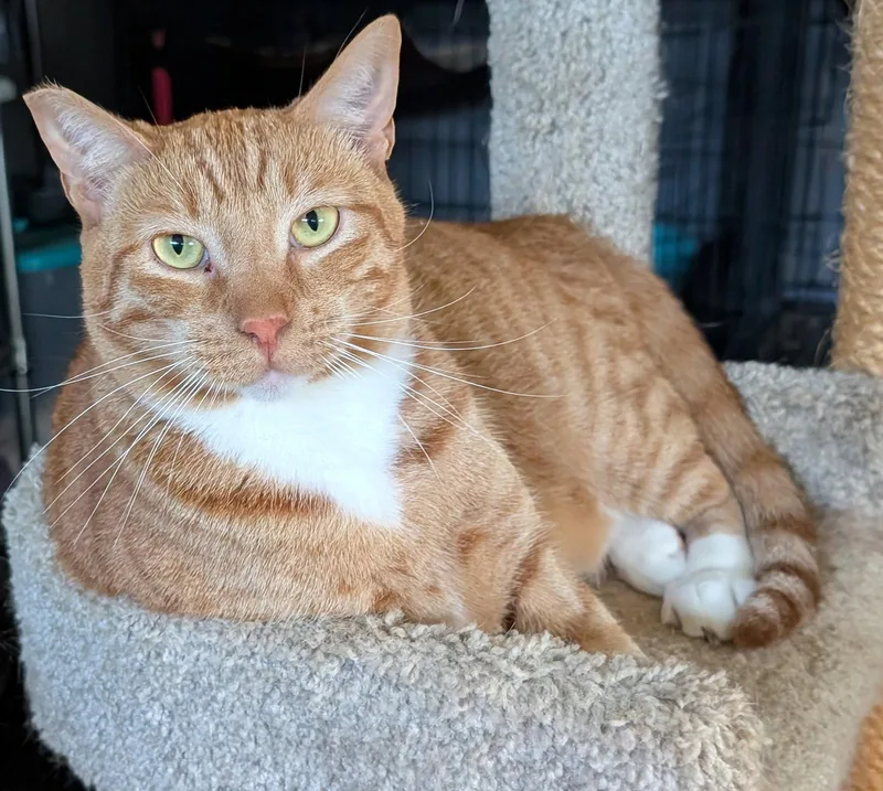 An adult large-sized male Orange & White Domestic Short Hair cat named Finnegan for adoption in Monrovia, CA