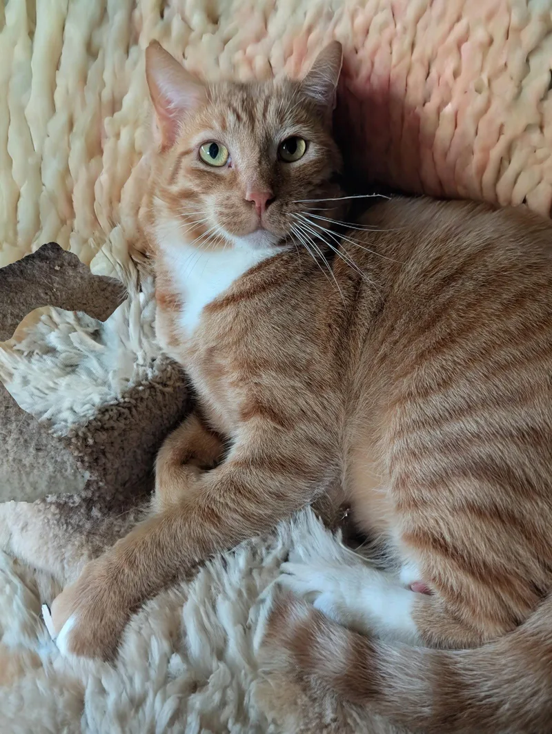 Finnegan thumbnail 2