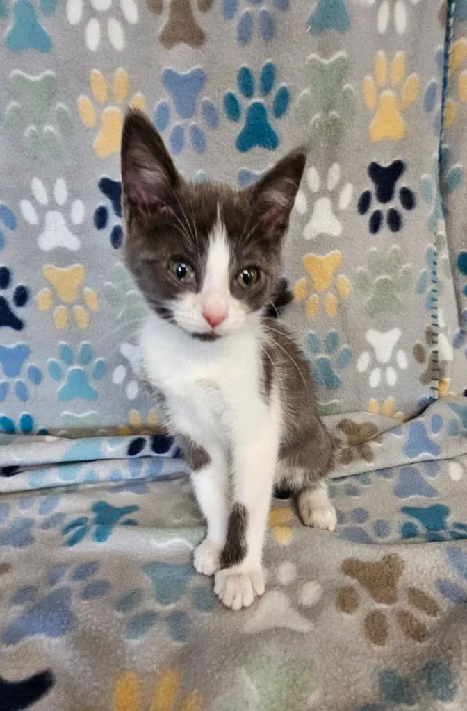 A baby small-sized male Domestic Short Hair cat named Bryant for adoption in Wabash, IN