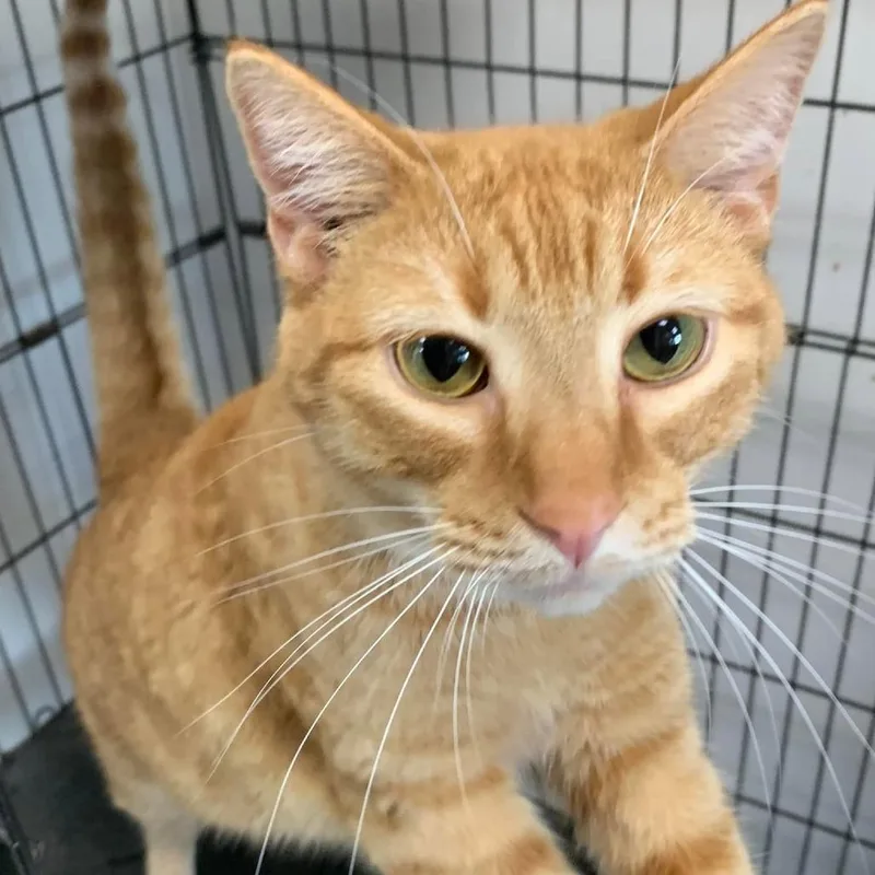 A young medium-sized female Orange / Red Domestic Short Hair cat named Princess Peach for adoption in Cleveland, MS