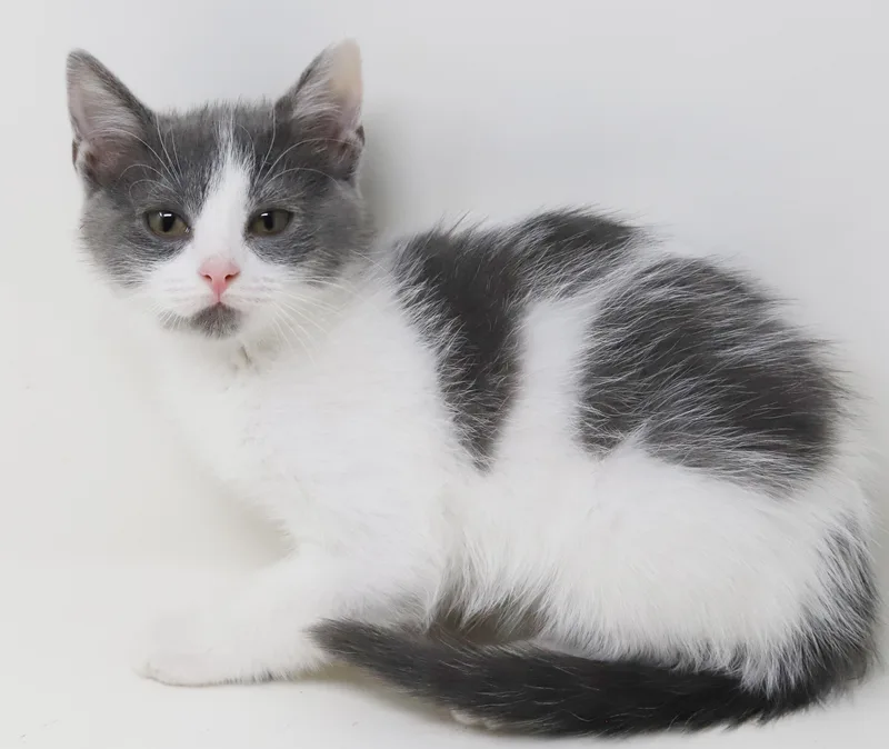 A baby small-sized female White Turkish Van cat named Mado Is The Baby for adoption in Bedford Hills, NY